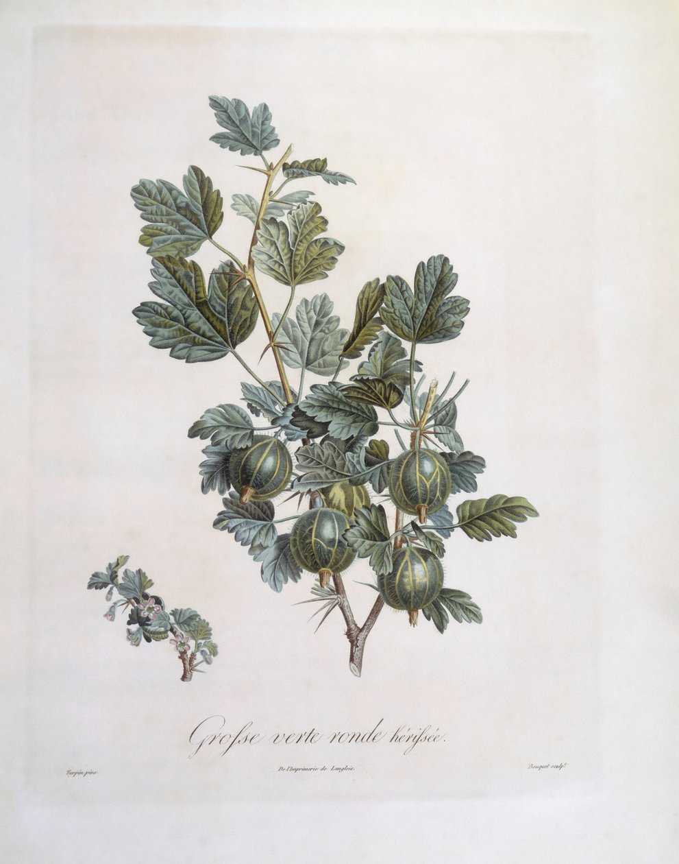Groseille à maquereau (Ribes uva-crispa), planche botanique par Pierre Jean François Turpin - Pierre Jean Francois Turpin