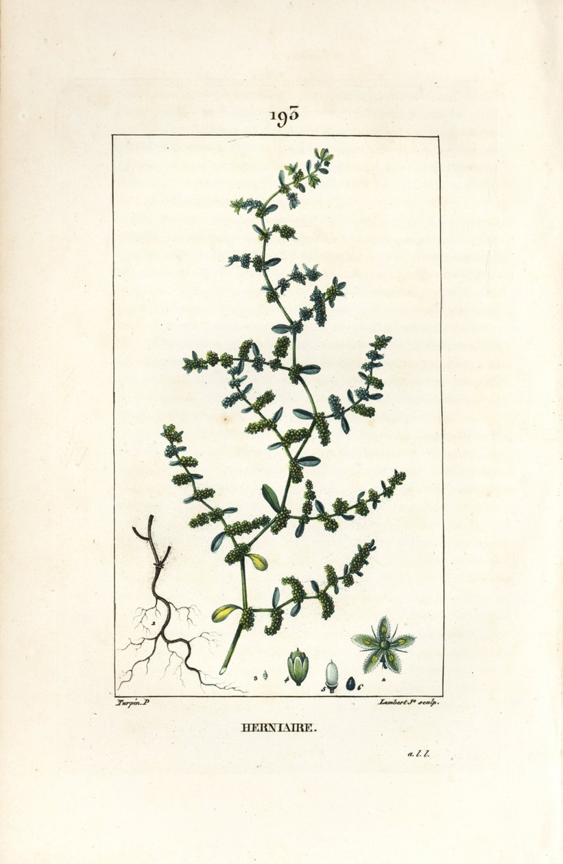Herniaire glabre - Pierre Jean Francois Turpin