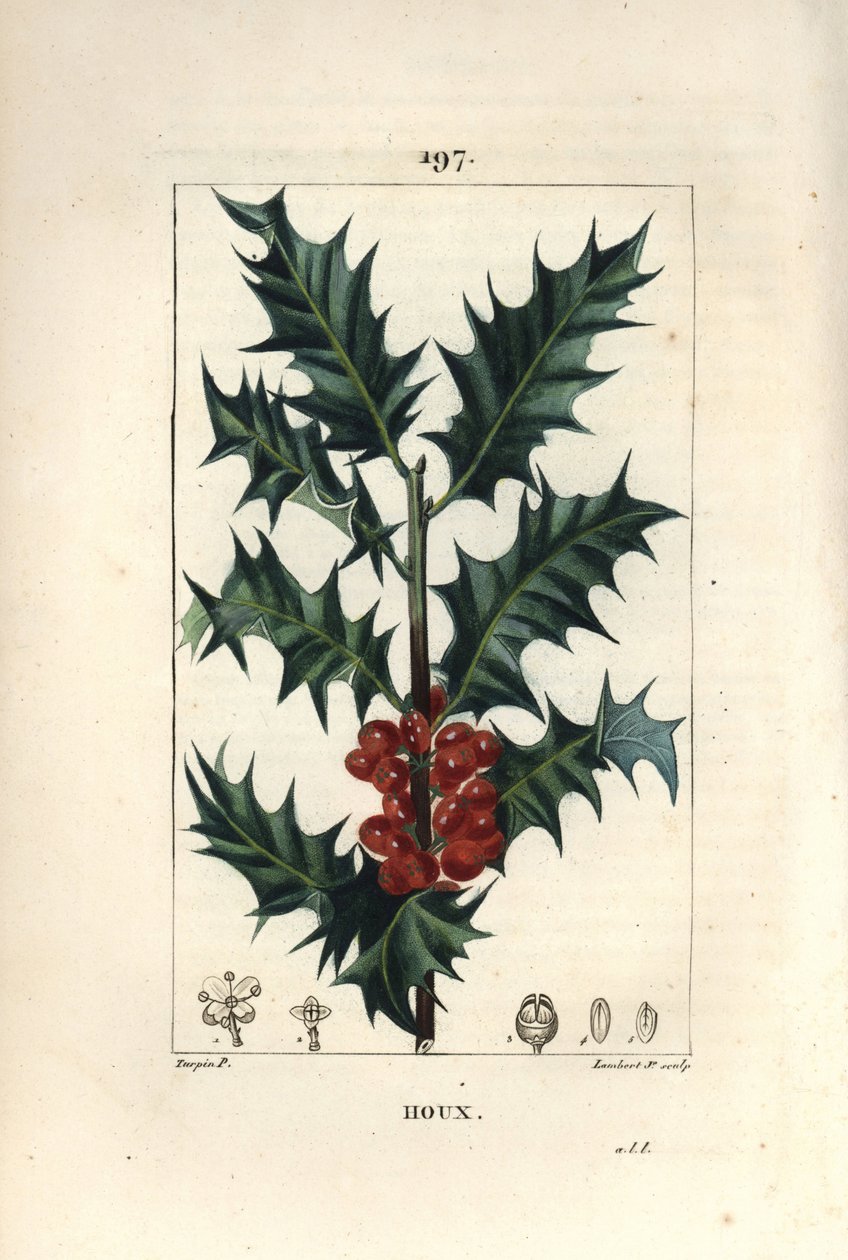 Houx - Pierre Jean Francois Turpin