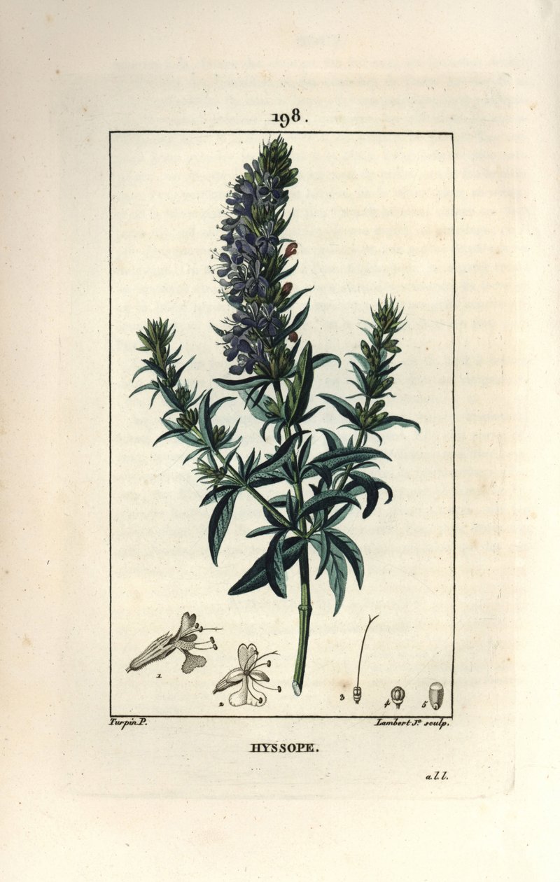 Hysope officinale ou hysope - Hysope, Hyssopus officinalis - Pierre Jean Francois Turpin