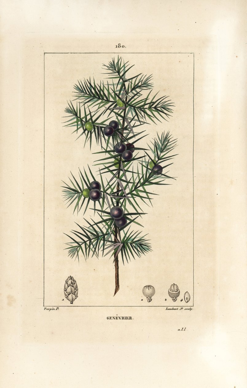 Genévrier, Juniperus vulgaris, montrant feuille, baie et tige - Pierre Jean Francois Turpin