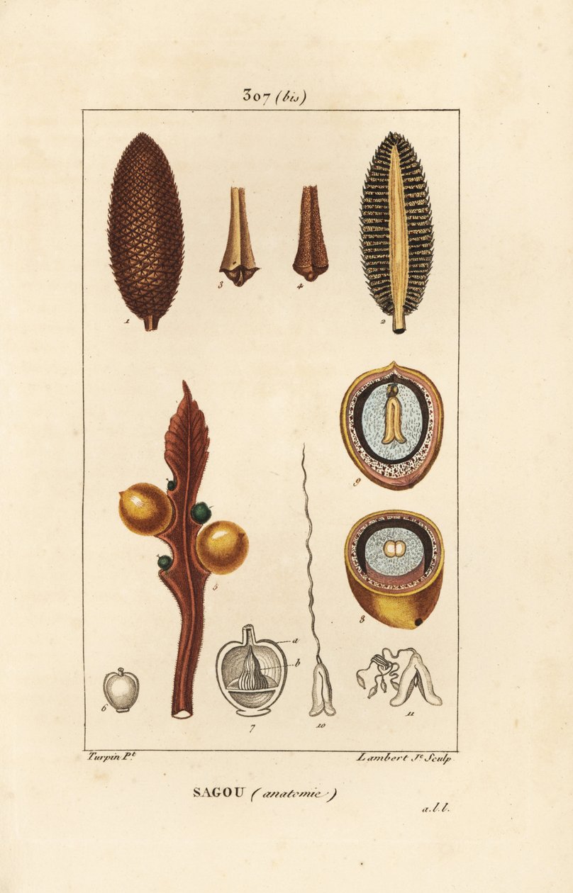 Grande branche ou grandes graines de cycas - Pierre Jean Francois Turpin
