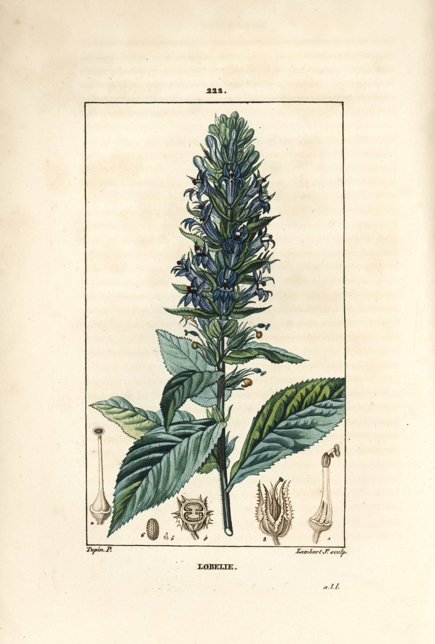 Grande lobélie ou lobélie syphilitique - Pierre Jean Francois Turpin