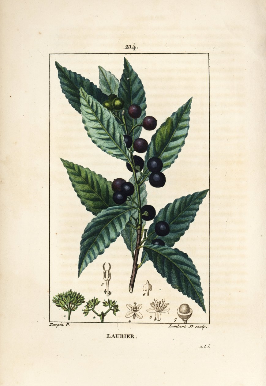 Laurier, Laurus nobilis, avec feuille, baie et graine. Gravure en taille-douce en couleur par Lambert Junior d