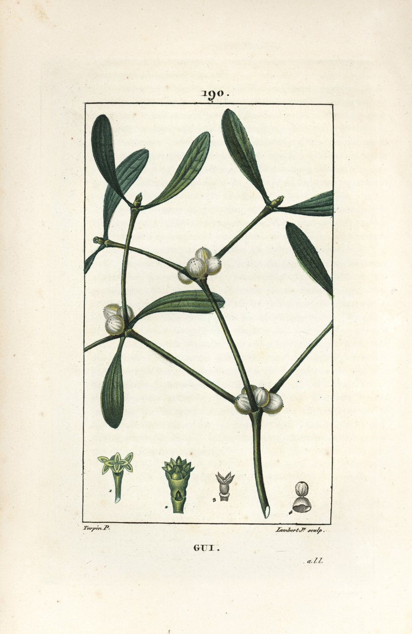Gui feuillu - Pierre Jean Francois Turpin