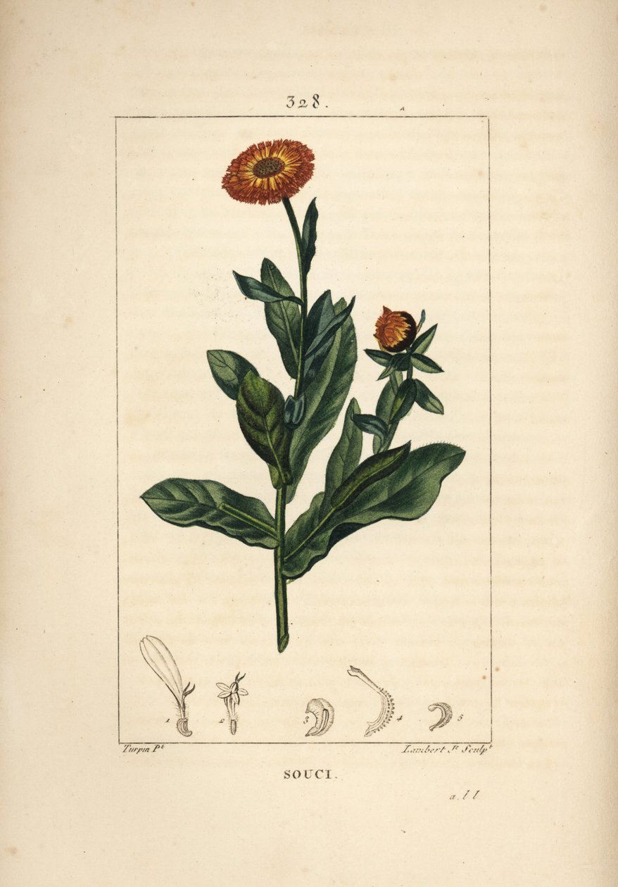 Souci, Calendula officinalis, avec fleur, feuille et tige - Pierre Jean Francois Turpin