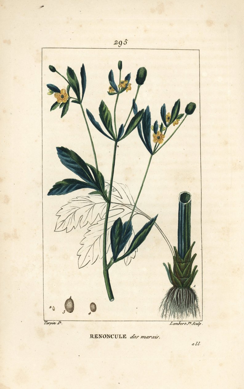 Caltha des marais - Pierre Jean Francois Turpin