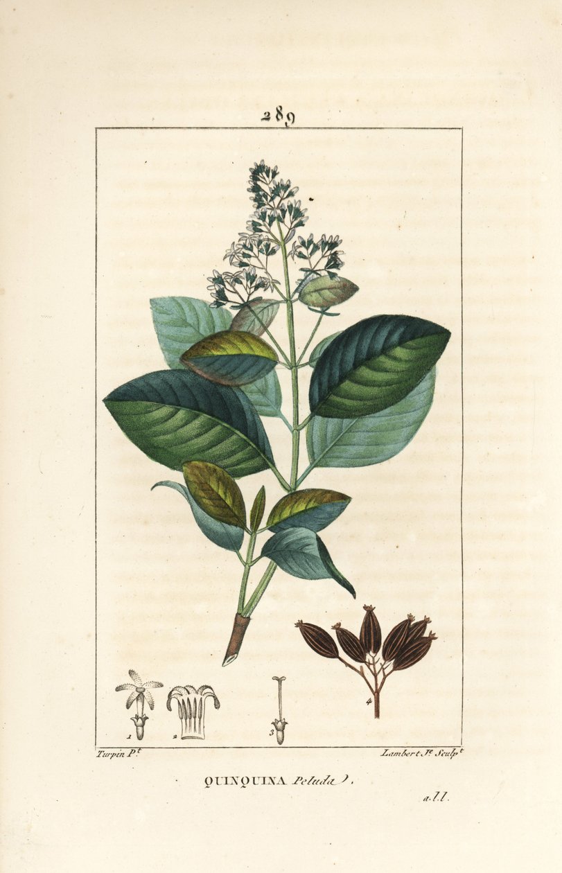 Michurago ou fruta de mono, Ladenbergia macrocarpa (Cinchona ovalifolia), avec fleur, feuille, tige et graine - Pierre Jean Francois Turpin