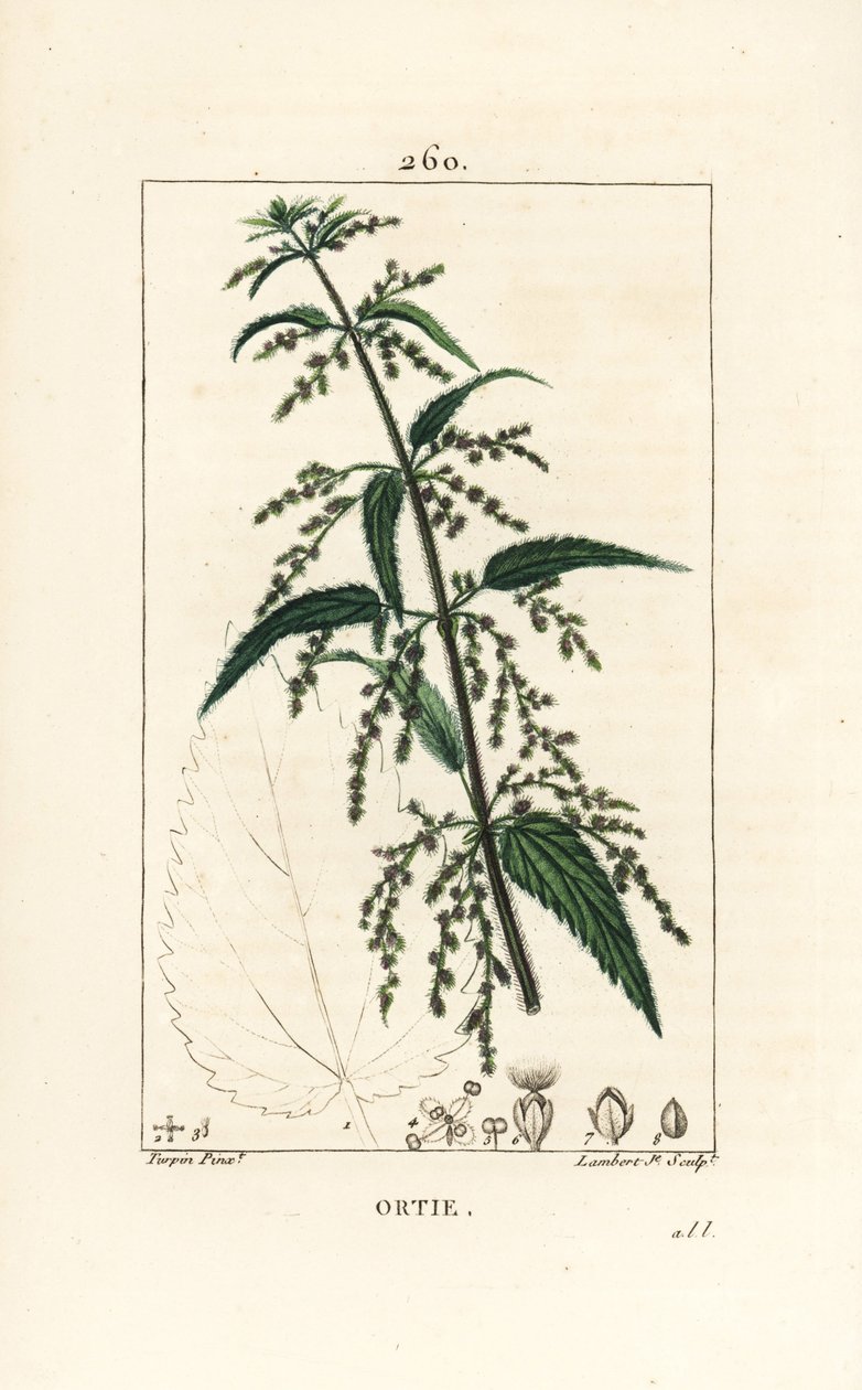 Ortie - Pierre Jean Francois Turpin