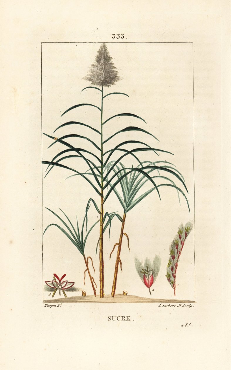 Canne noble - Canne à sucre, Saccharum officinarum - Pierre Jean Francois Turpin