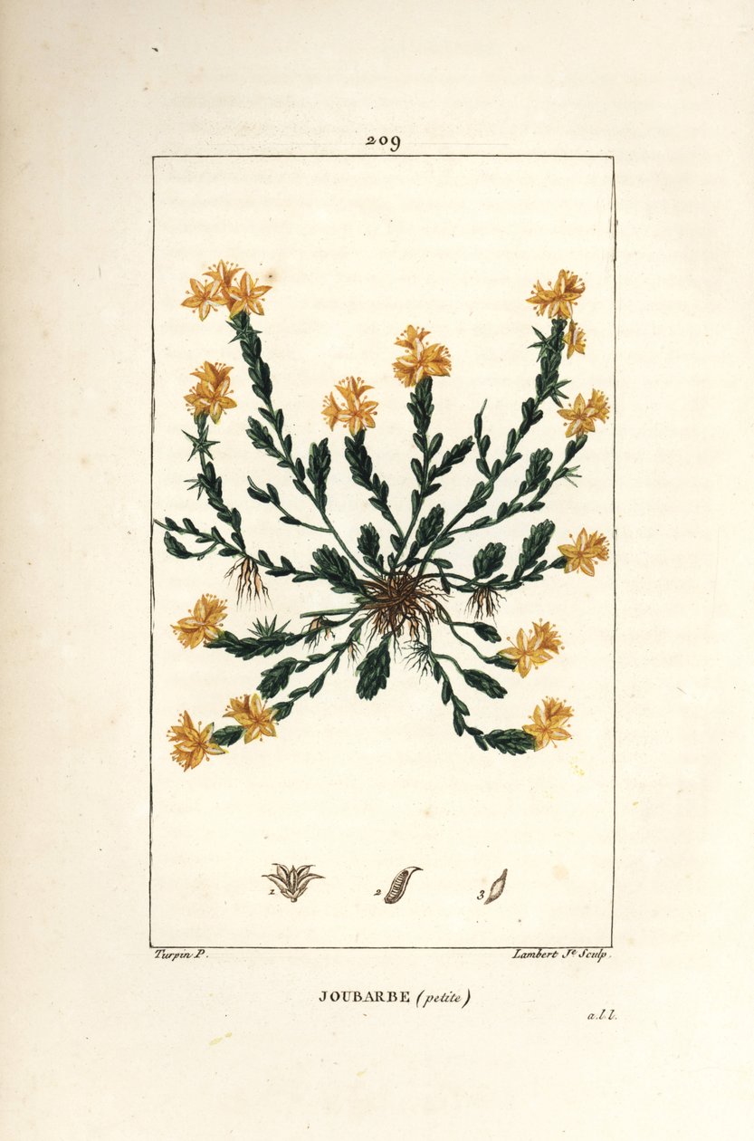 Orpin acre - Orpin doré, Sedum acre. Gravure en taille-douce en couleur par Lambert Junior d