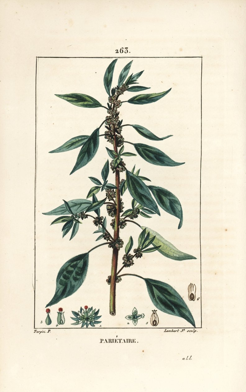 Pariétaire officinale - Pierre Jean Francois Turpin