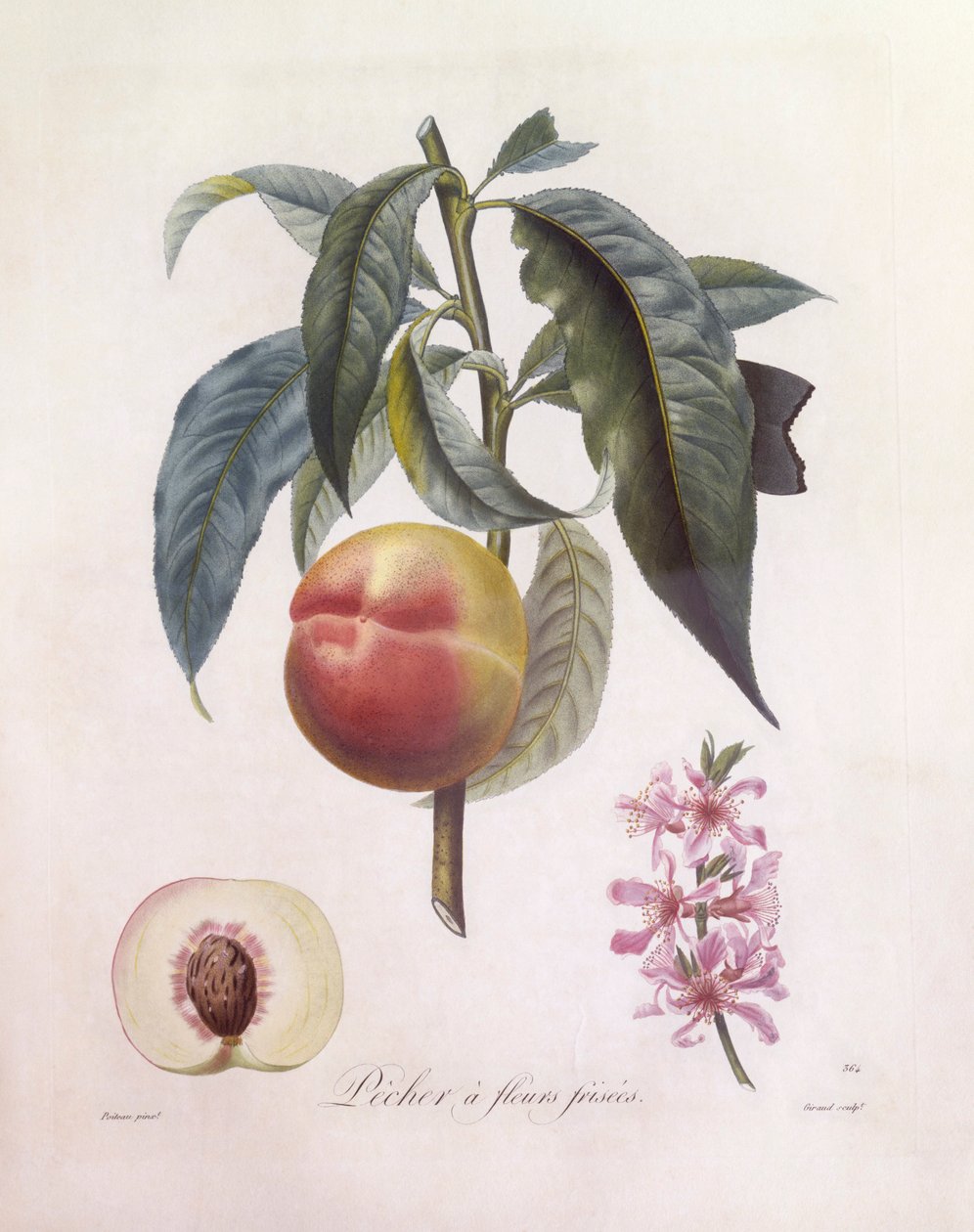 Pêche (Prunus persica), planche botanique de Pierre Jean François Turpin - Pierre Jean Francois Turpin