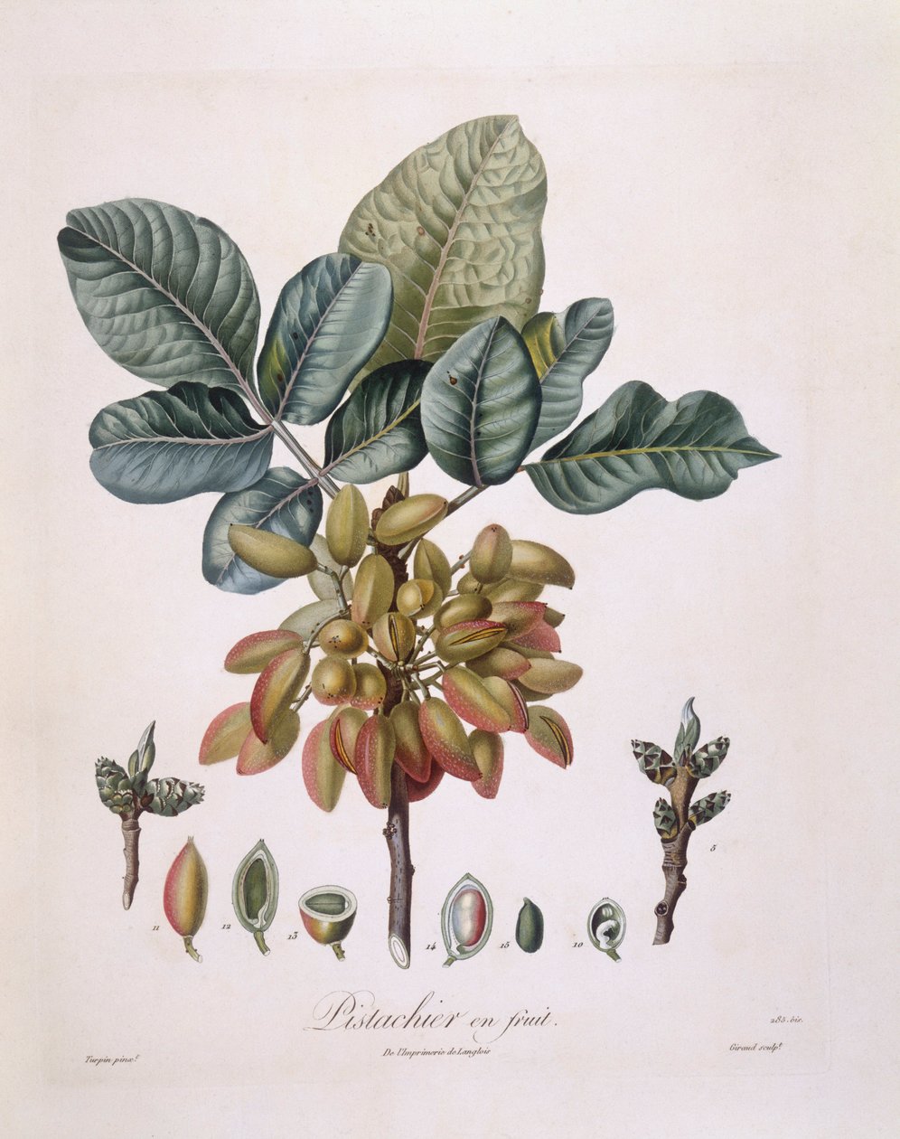 Pistache (Pistacia vera), planche botanique par Pierre Jean Francois Turpin - Pierre Jean Francois Turpin