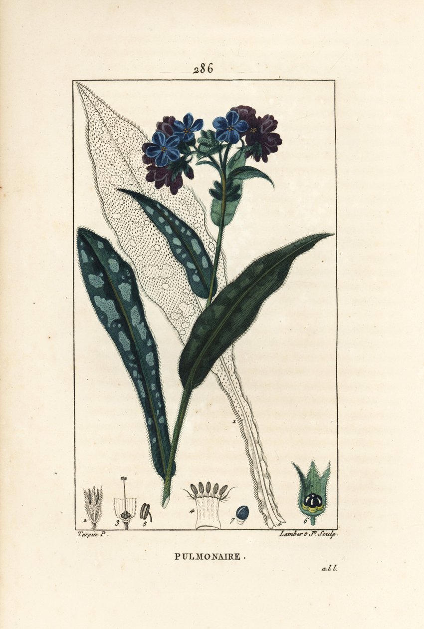 Pulmonaire officinale - Pierre Jean Francois Turpin