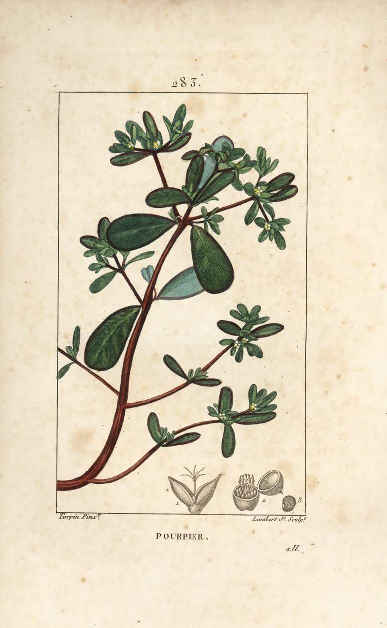 Pourpier, Porcelane, Porculaca oleracea, avec feuille, tige et fleur. Gravure en taille-douce en couleur par Lambert Junior d