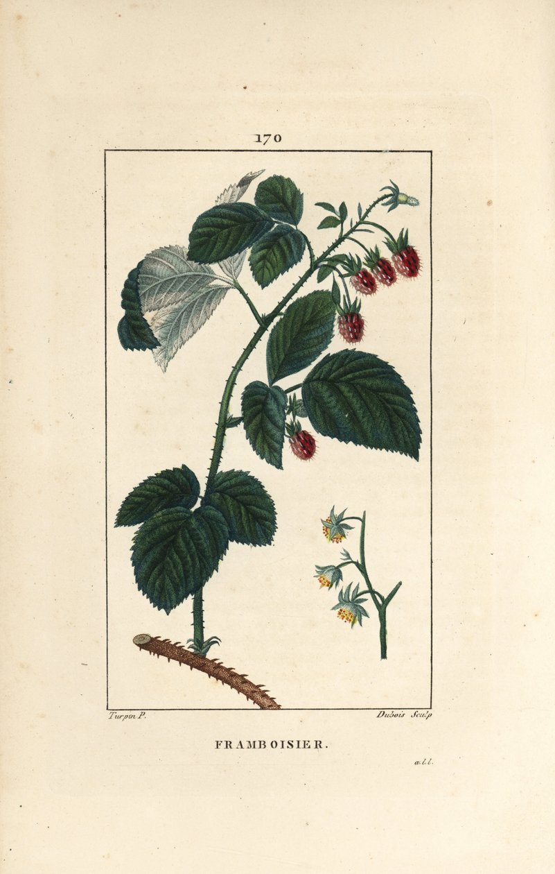 Framboise - Pierre Jean Francois Turpin