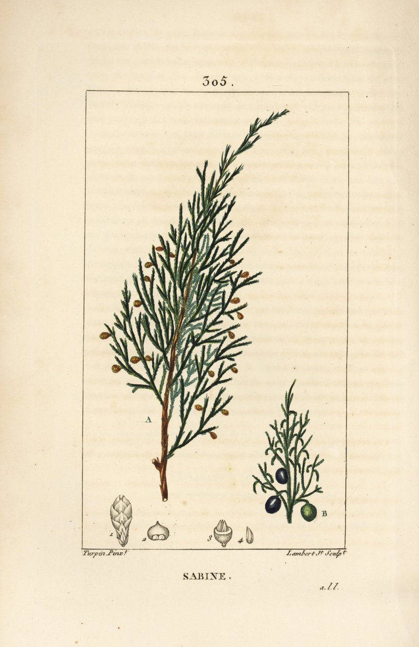 Genévrier sabine, Juniperus sabina, avec baie, feuille, tige et graine. Gravure en taille-douce colorée à la main par Lambert Junior d