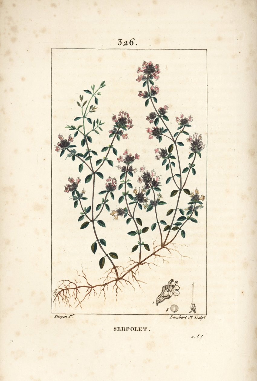 Serpolet ou thym serpolet - Thym rampant ou thym sauvage, Thymus serpyllum, avec fleur, feuille, tige et racine. Gravure en taille-douce colorée à la main par Lambert Junior d