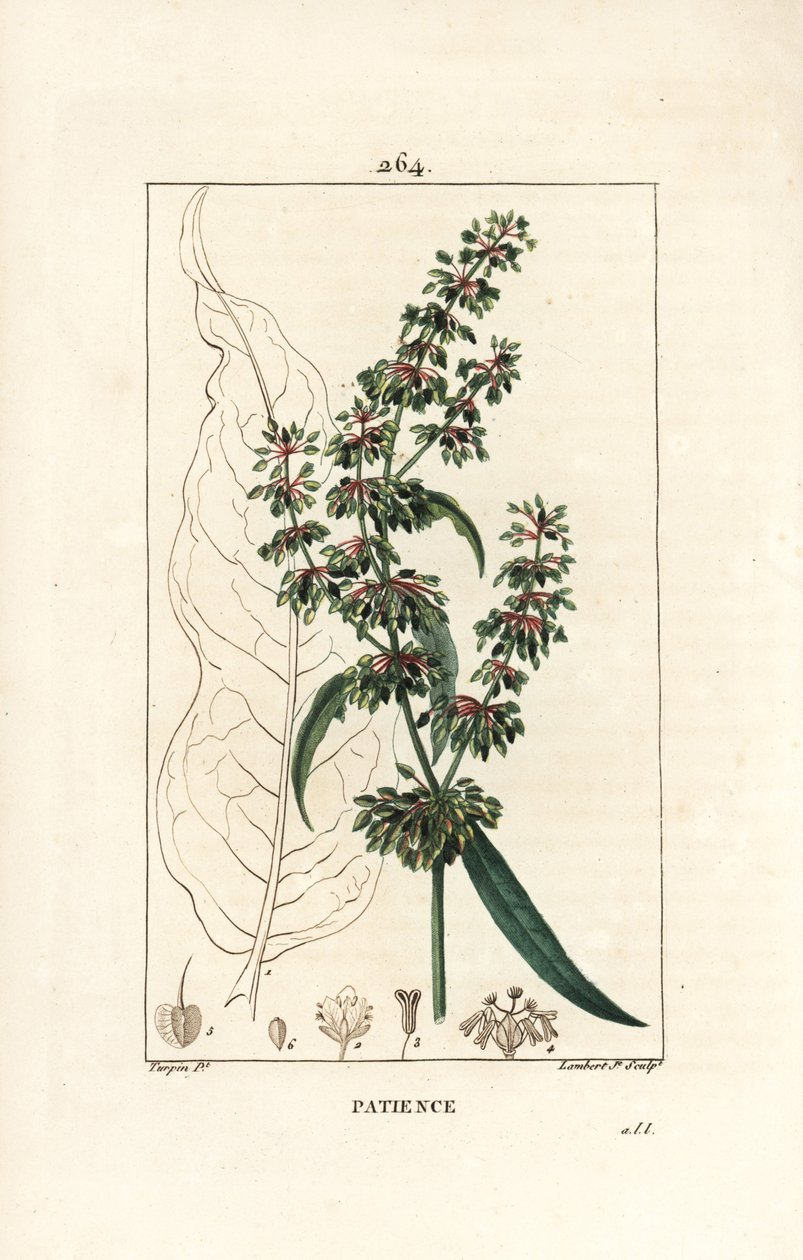 Oseille épinard ou patience des moines - Patience, Rumex patientia, avec fleur, tige, feuilles, graine et contour de feuille. Gravure en taille-douce en couleur par Lambert Junior d