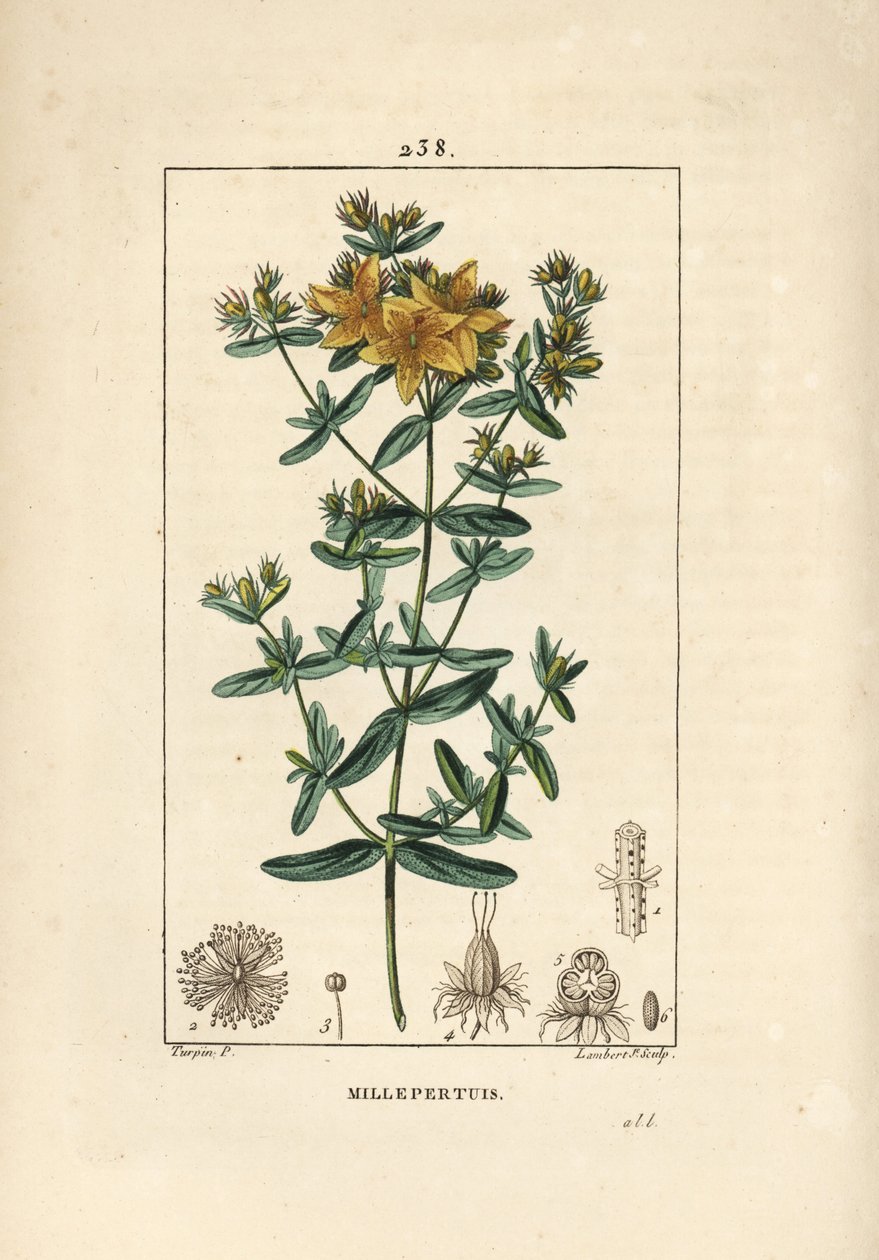 Millepertuis perforé, Hypericum perforatum. Gravure en taille-douce en couleur par Lambert Junior d