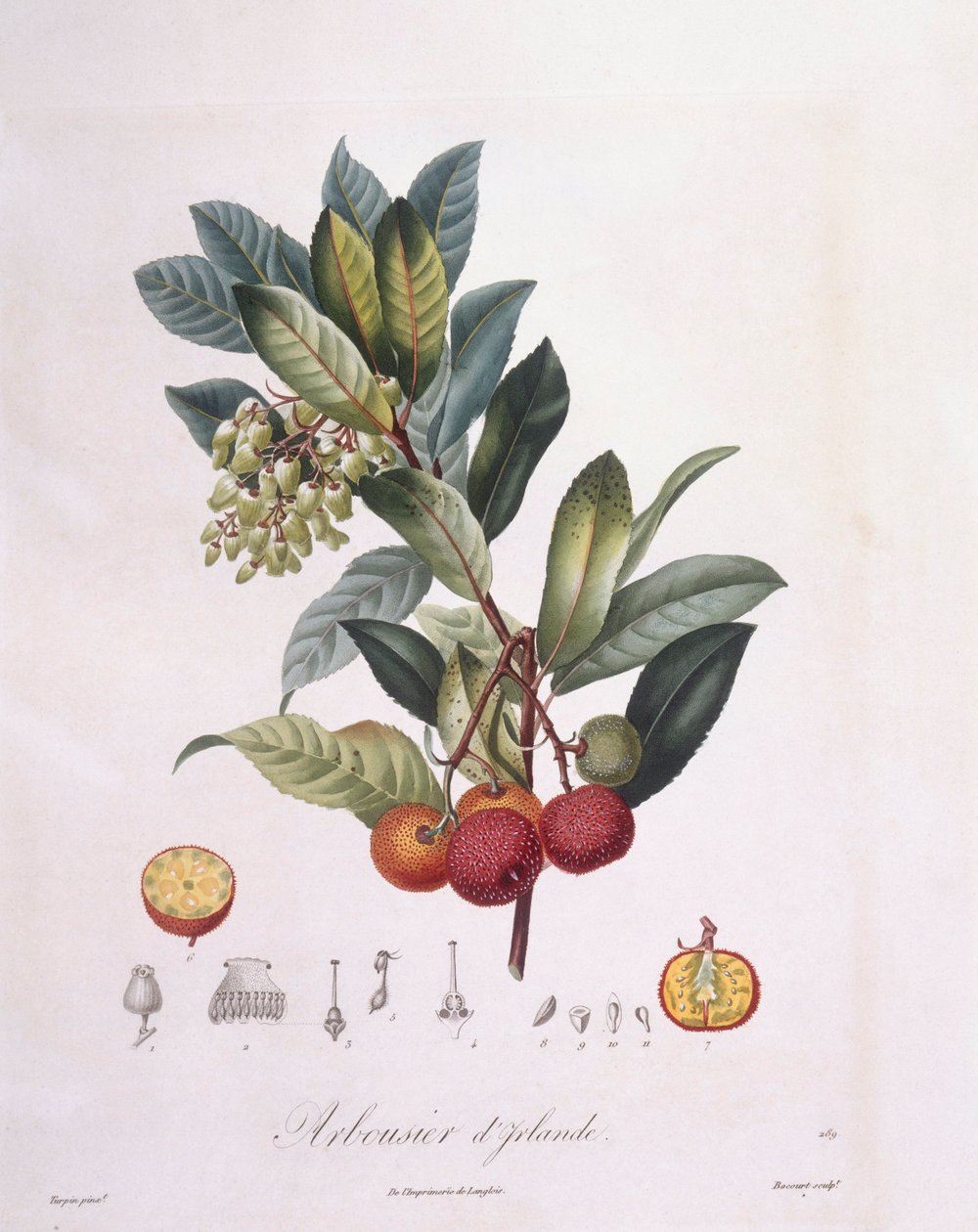 Arbousier (Arbutus unedo), planche botanique par Pierre Jean Francois Turpin - Pierre Jean Francois Turpin