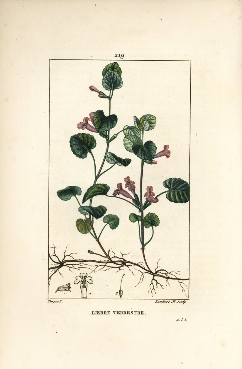 Lierre terrestre - Lierre terrestre, Hedera terrestris. Gravure en taille-douce en couleur par Lambert Junior d