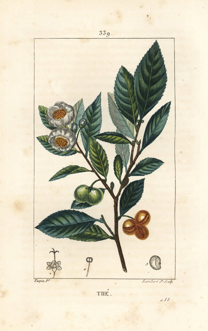 Théier - Thé, Camellia sinensis, montrant feuille, fruit et fleur. Gravure au pointillé en couleur à la main par Lambert Junior d