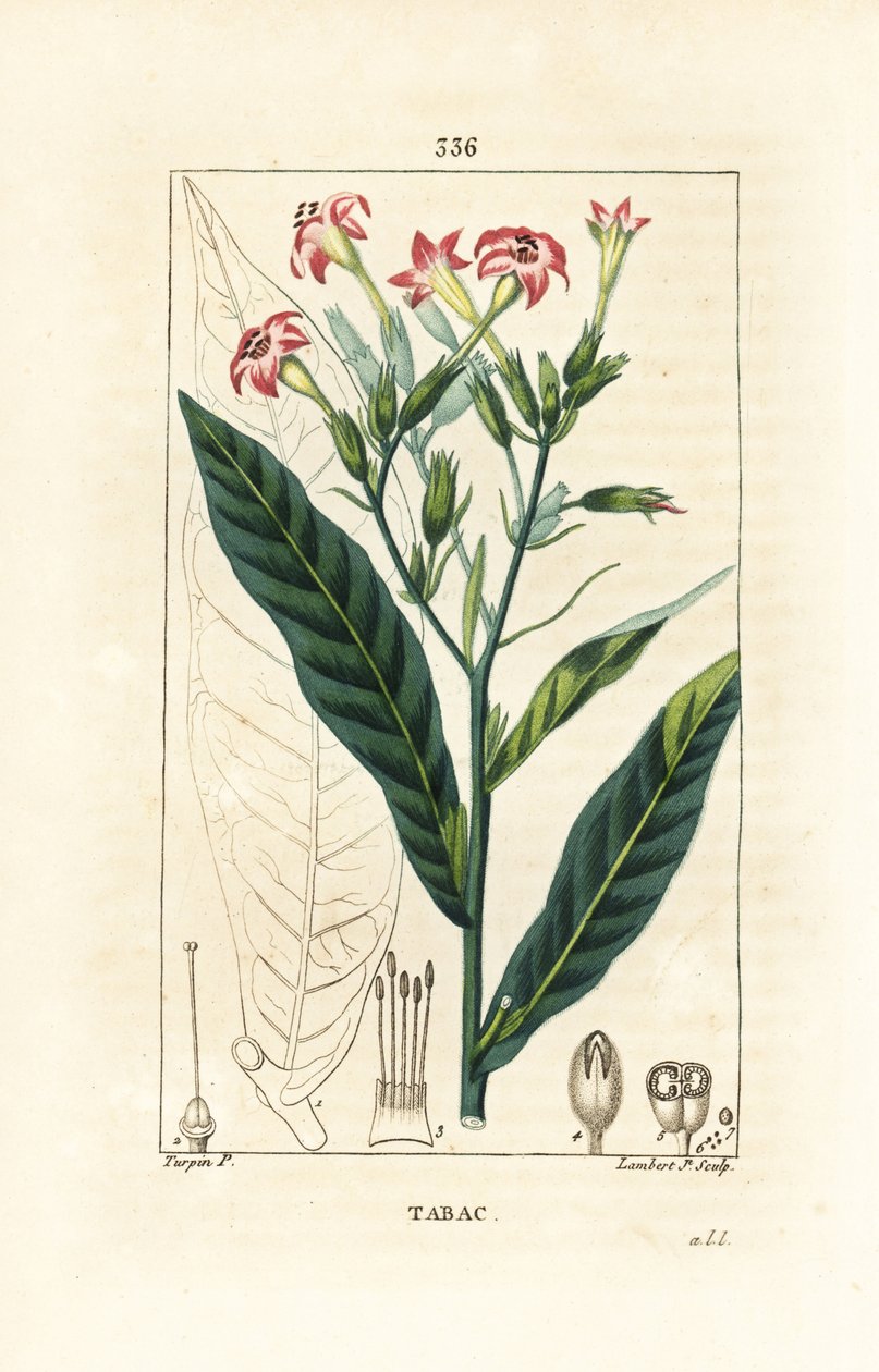 Tabac - Tabac, Nicotiana tabacum - Pierre Jean Francois Turpin