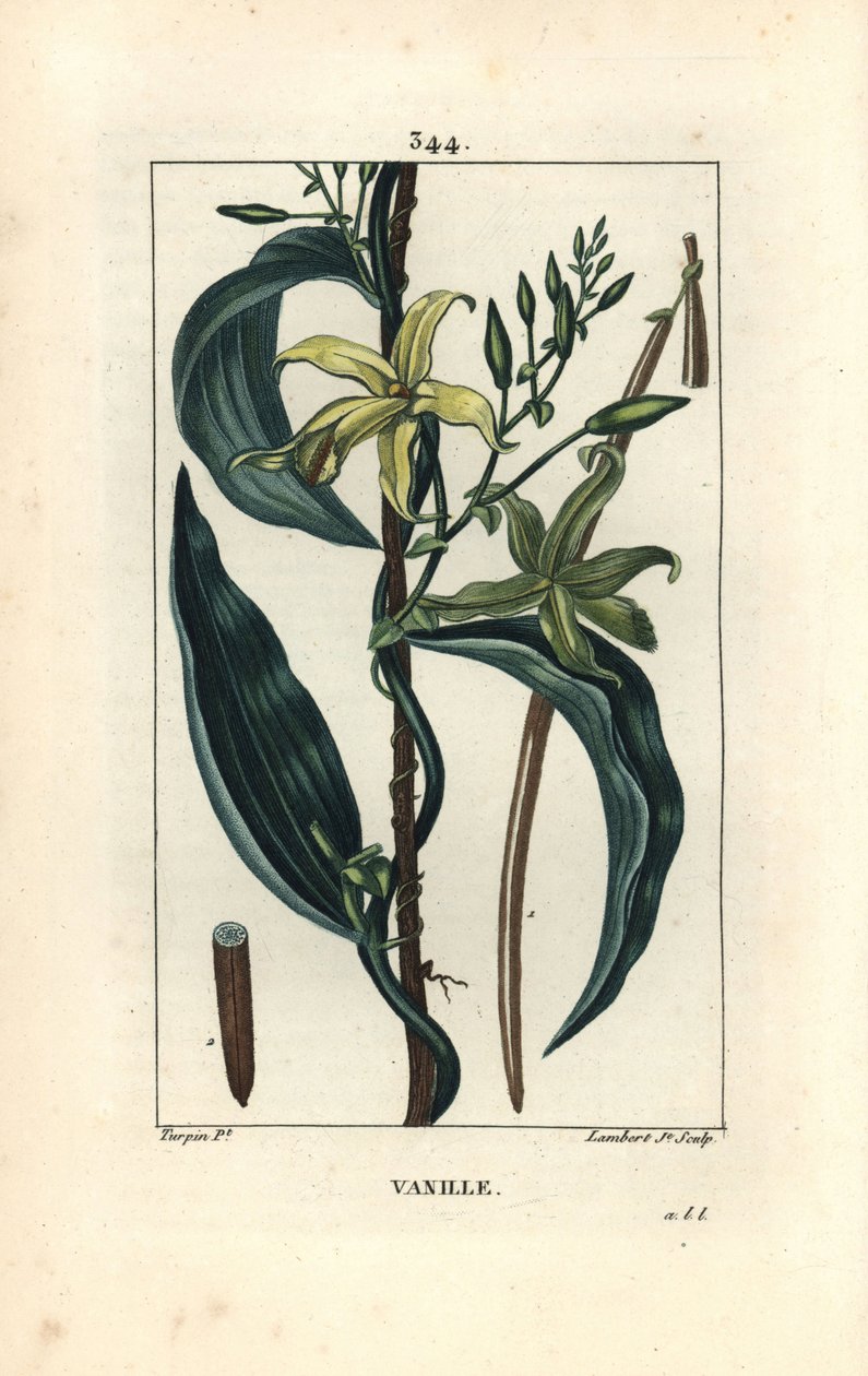 Vanille - Orchidée vanille, Epidendron vanilla, avec fleur, feuille, gousse. Gravure au pointillé colorée à la main par Lambert Junior d