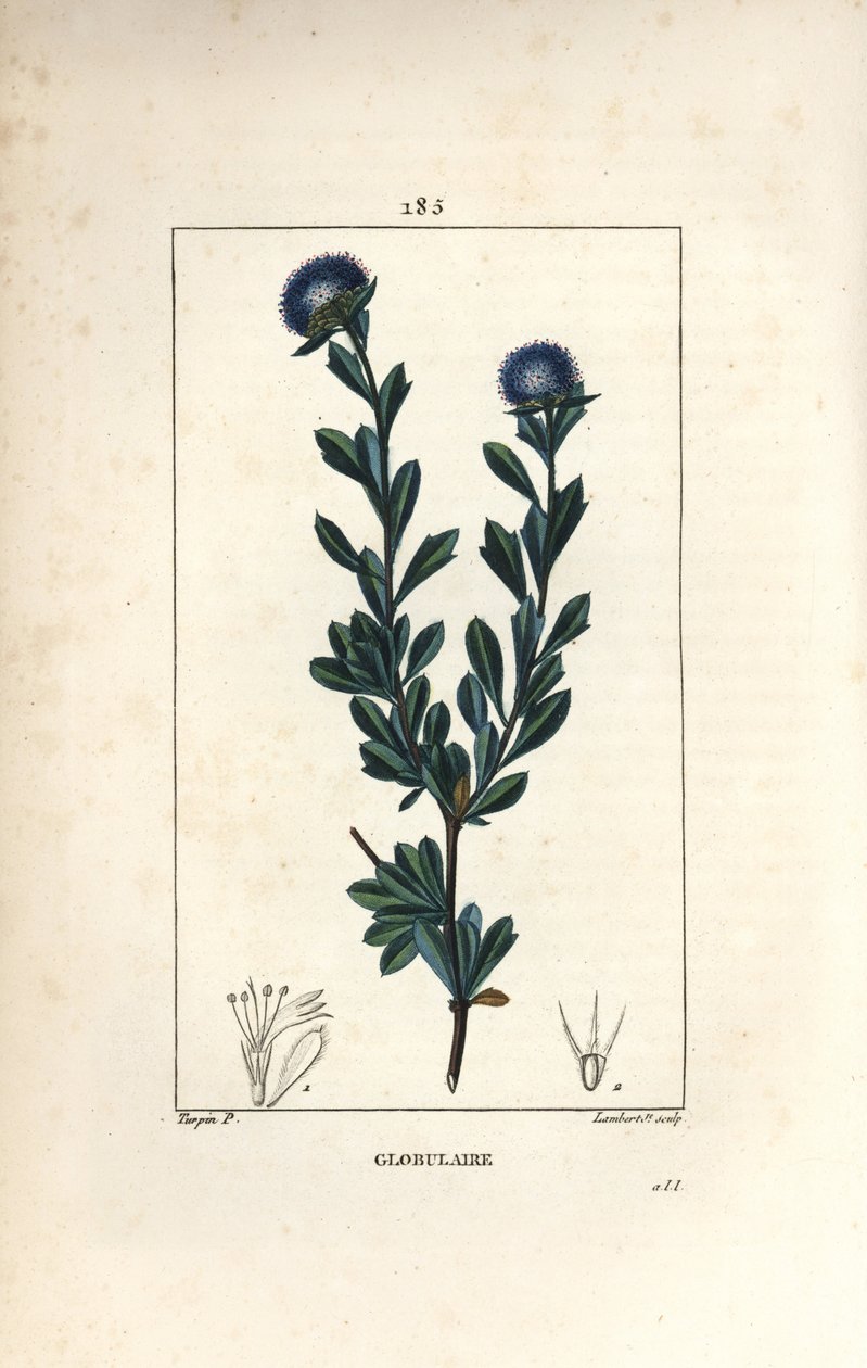 Variété de globulaire - Pierre Jean Francois Turpin