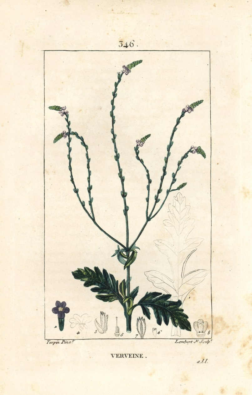 Verveine ou Herbe Sacrée, Veine de Vénus ou Herbe de Sorcière - Vervain, Verbena officinalis. Gravure au pointillé colorée à la main par Lambert Junior d