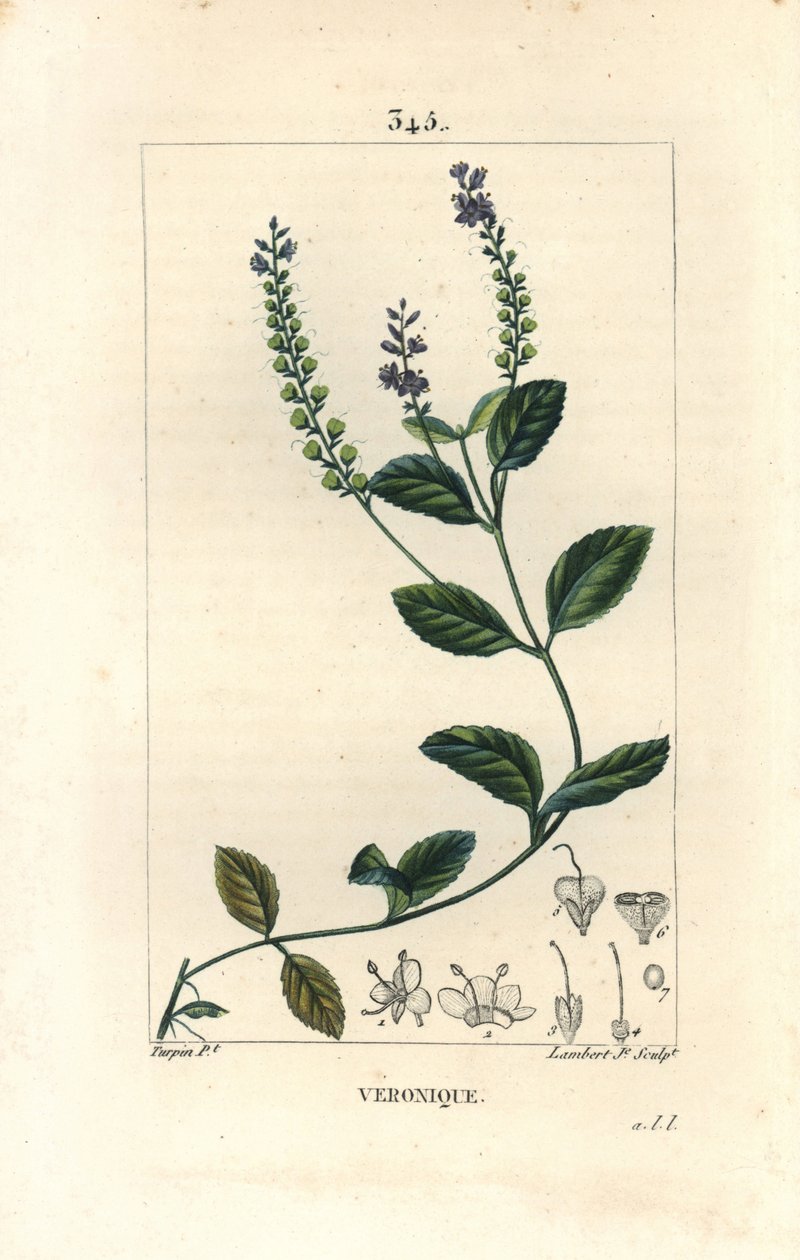 Véronique officinale - Véronique mâle, Veronica officinalis. Gravure au pointillé colorée à la main par Lambert Junior d