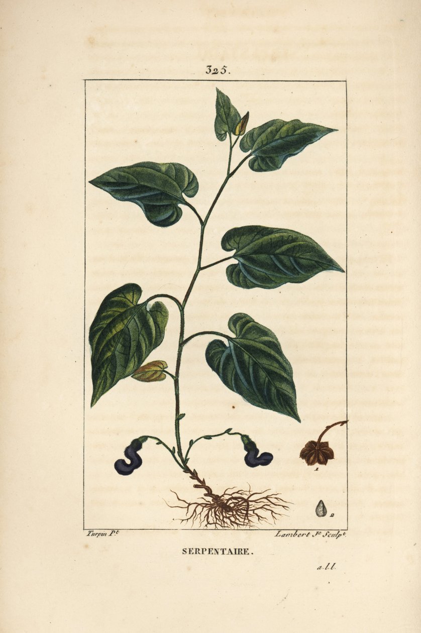 Serpentaire de Virginie - Serpentaire de Virginie, Aristolochia serpentaria, avec fleur, feuille, tige, graine et racine. Gravure en taille-douce en couleur par Lambert Junior d