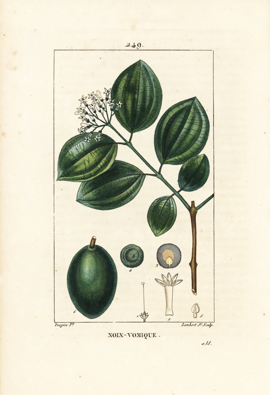 Vomiquier - Arbre à strychnine ou noix vomique - Pierre Jean Francois Turpin