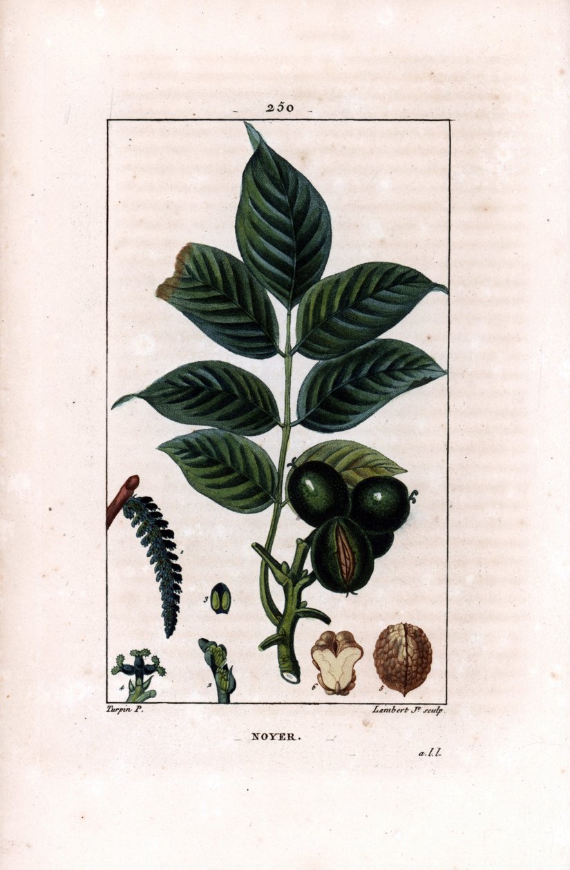 Branche de noyer avec noix - Noyer, Juglans regia, avec branche, feuilles, fruit mûr, noix en coque et en section. Gravure en taille-douce en couleur par Lambert Junior d