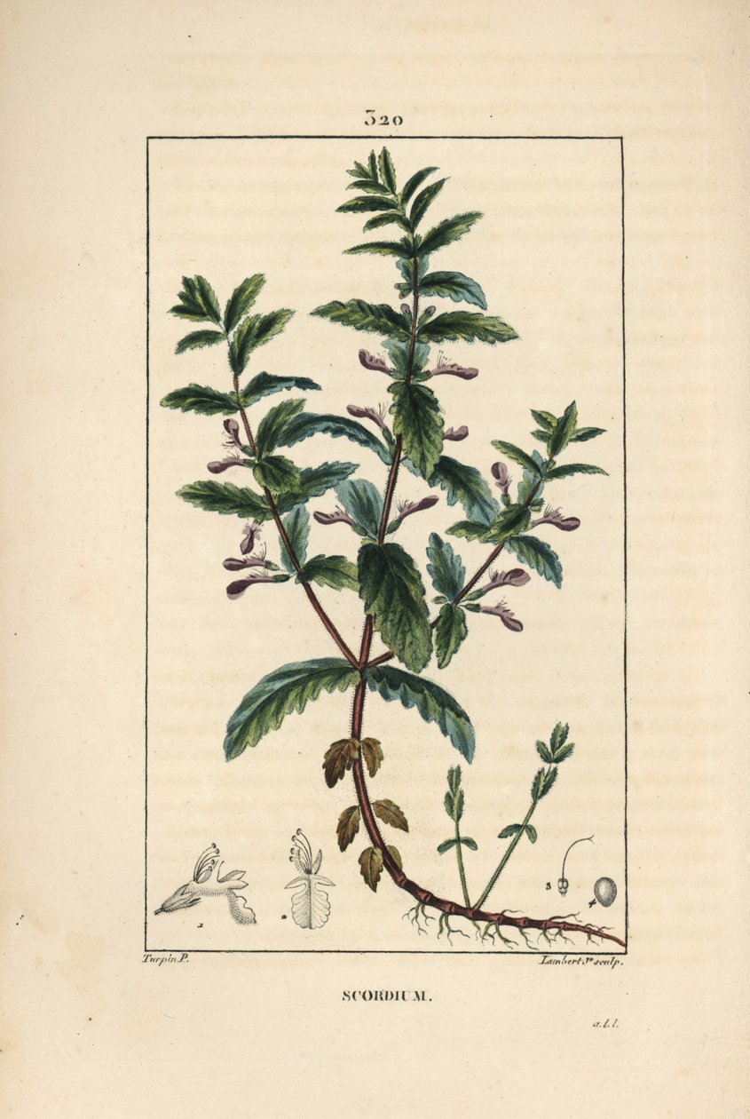 Germandrée aquatique - Pierre Jean Francois Turpin