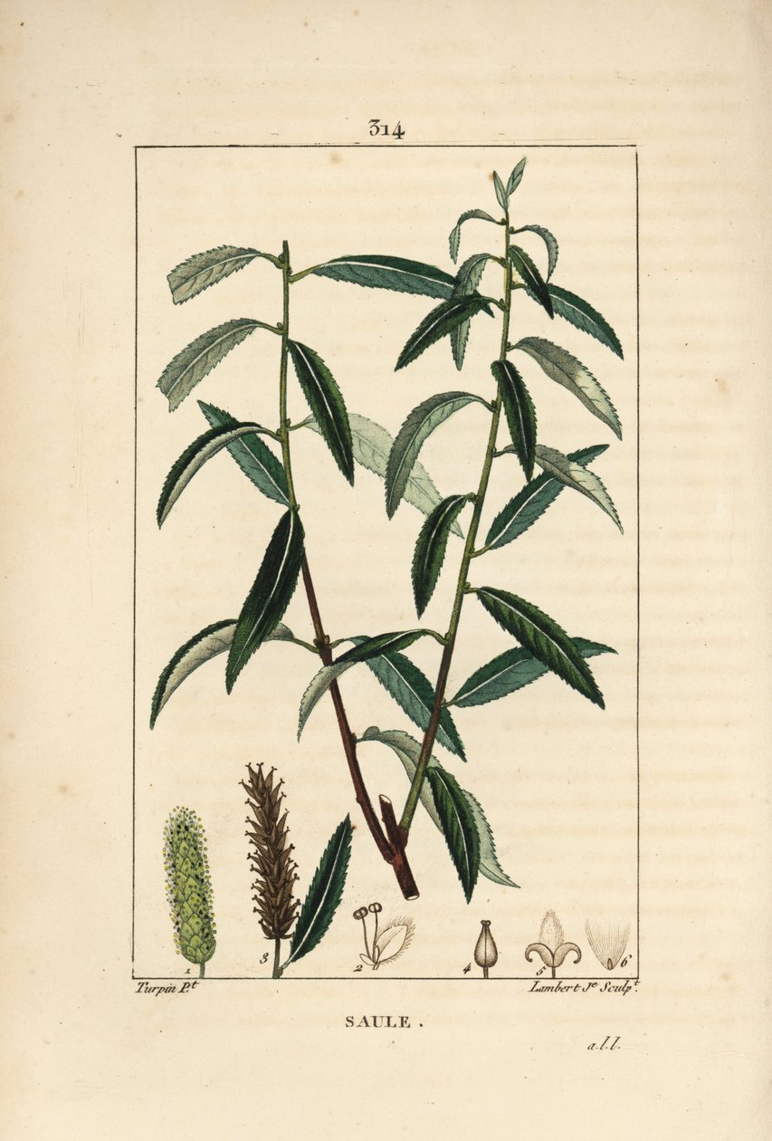 Saule blanc ou argenté, Osier blanc - Saule blanc, Salix alba, avec feuille, fleur, chatons mâles et femelles, fruit et graine. Gravure au pointillé colorée à la main par Lambert Junior d