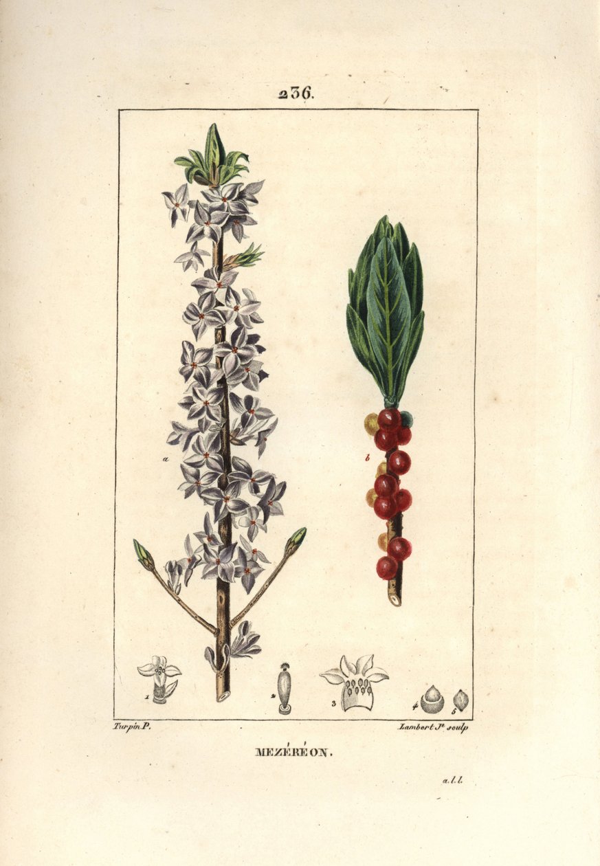 Bois joli, bois joli, vert, vert bois, Daphne bois joli - Pierre Jean Francois Turpin