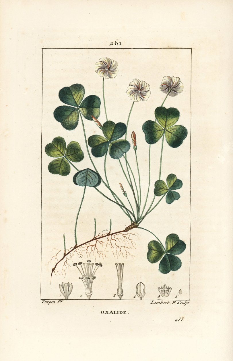 Oxalide des bois - Oxalis acetosella, avec fleur, feuille, tige, graine et racine. Gravure en taille-douce en couleur par Lambert Junior d