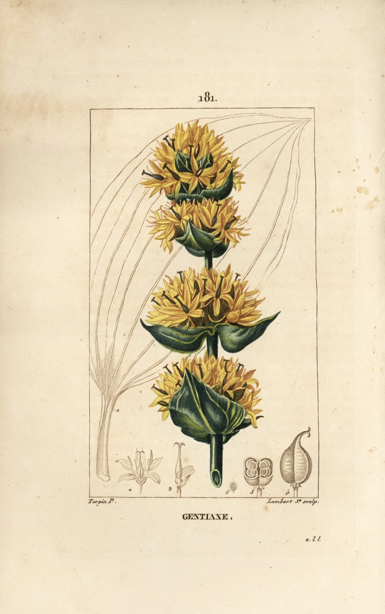Gentiane jaune ou grande gentiane - Gentiane, Gentiana lutea - Pierre Jean Francois Turpin