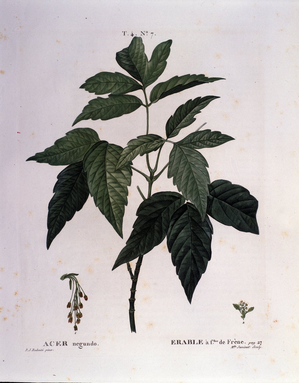 Botanique : Branche d