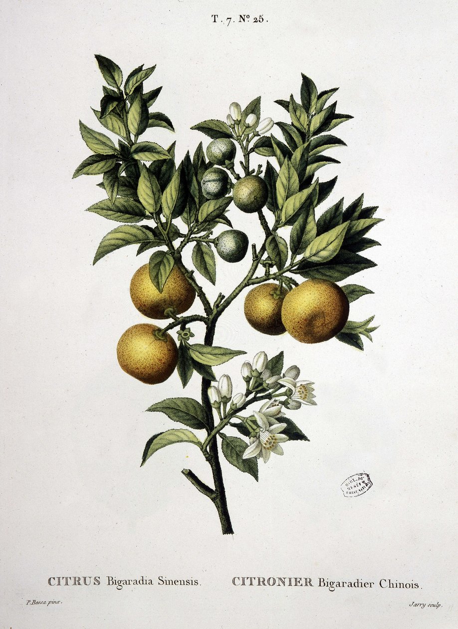 Bigaradier chinois - dans « Nouveau Duhamel ou traité des arbres et arbustes que l