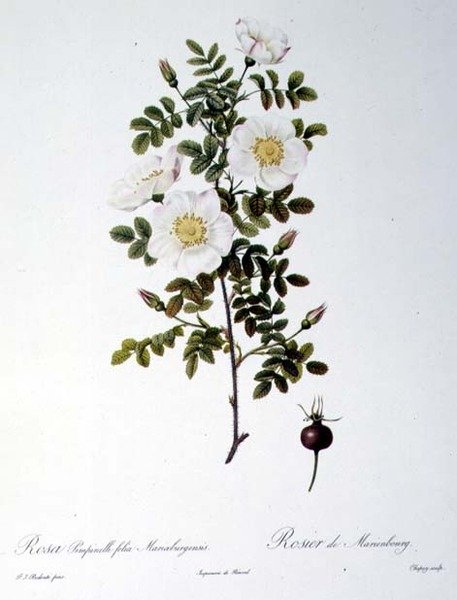 Rosa Pimpinellifolia Mariaeburgensis, gravé par Chapuy, de 