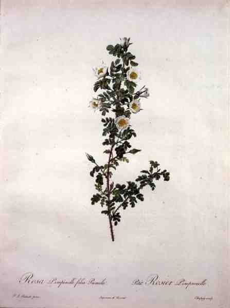 Rosa pimpinelli folia pumila (rose naine d