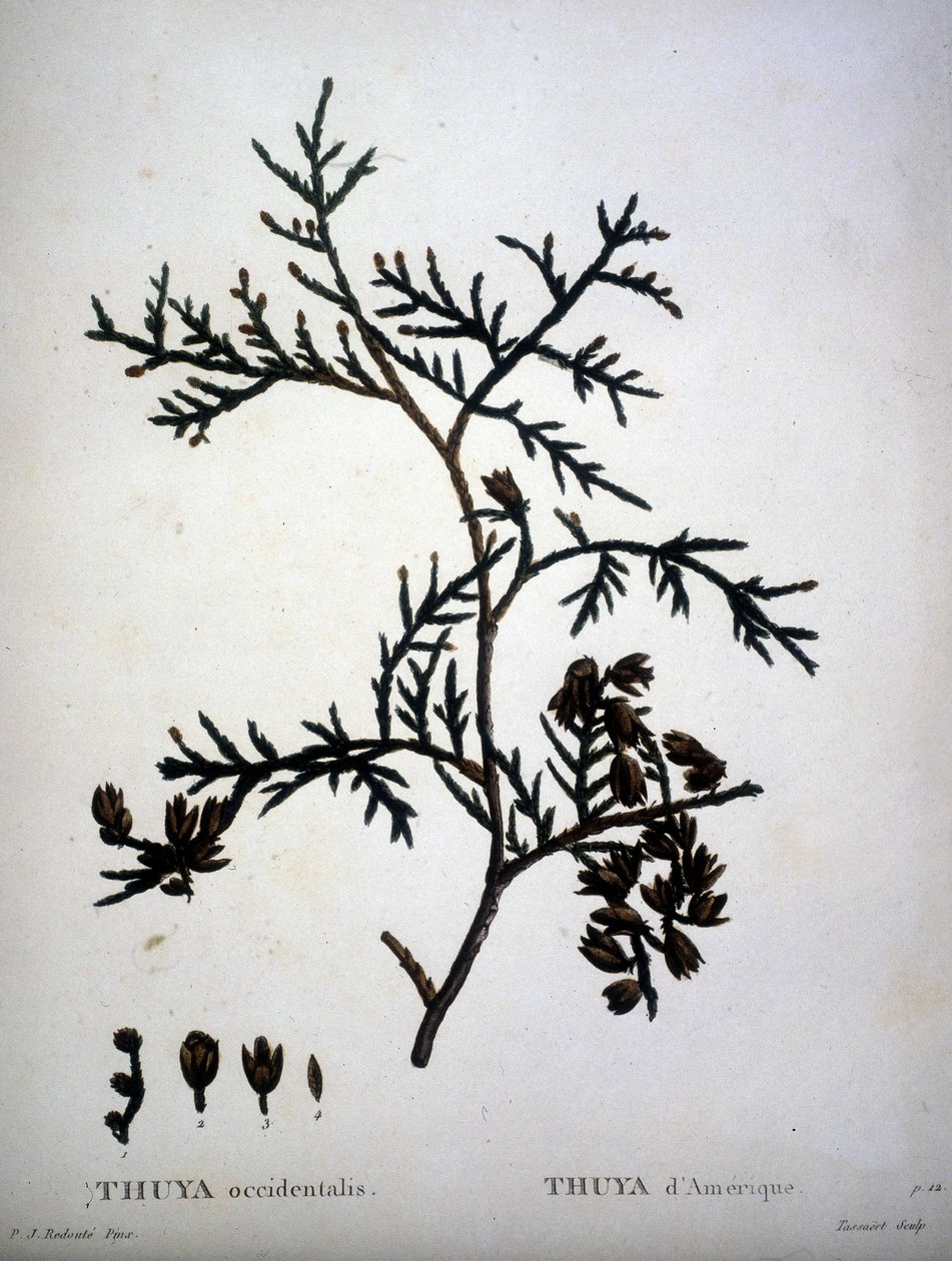 Thuya occidentalis ou Thuya d