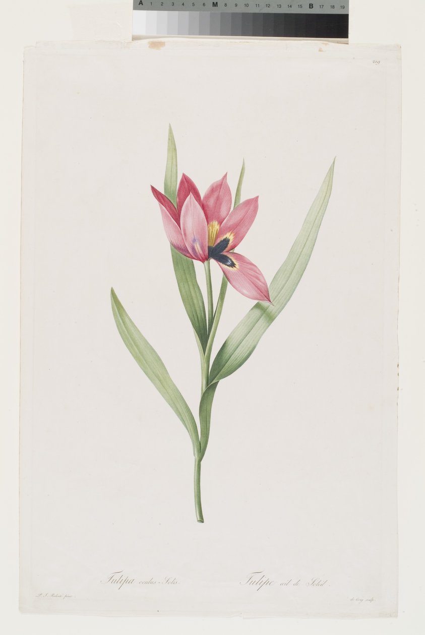 Tulipe Œil de Soleil - Pierre Joseph (after) Redoute