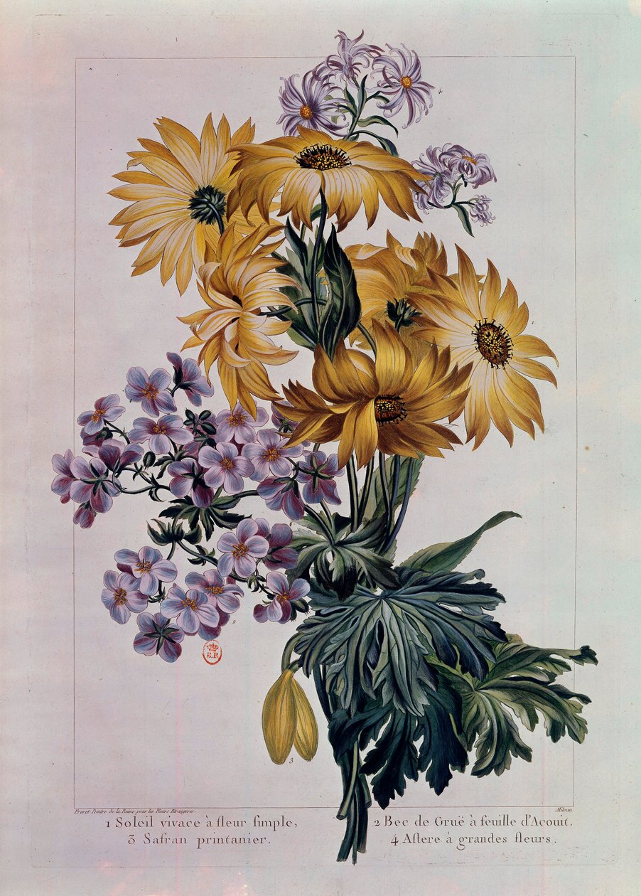 Bouquet de soleils et autres fleurs. Soleil vivace avec fleur unique, bec de grue avec feuille d