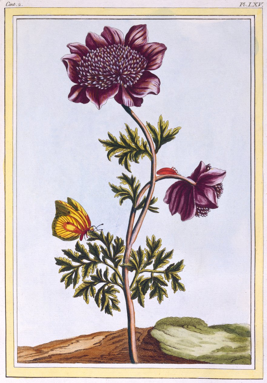 Anémone du jardin, pub. 1776 - Pierre Joseph Buchoz