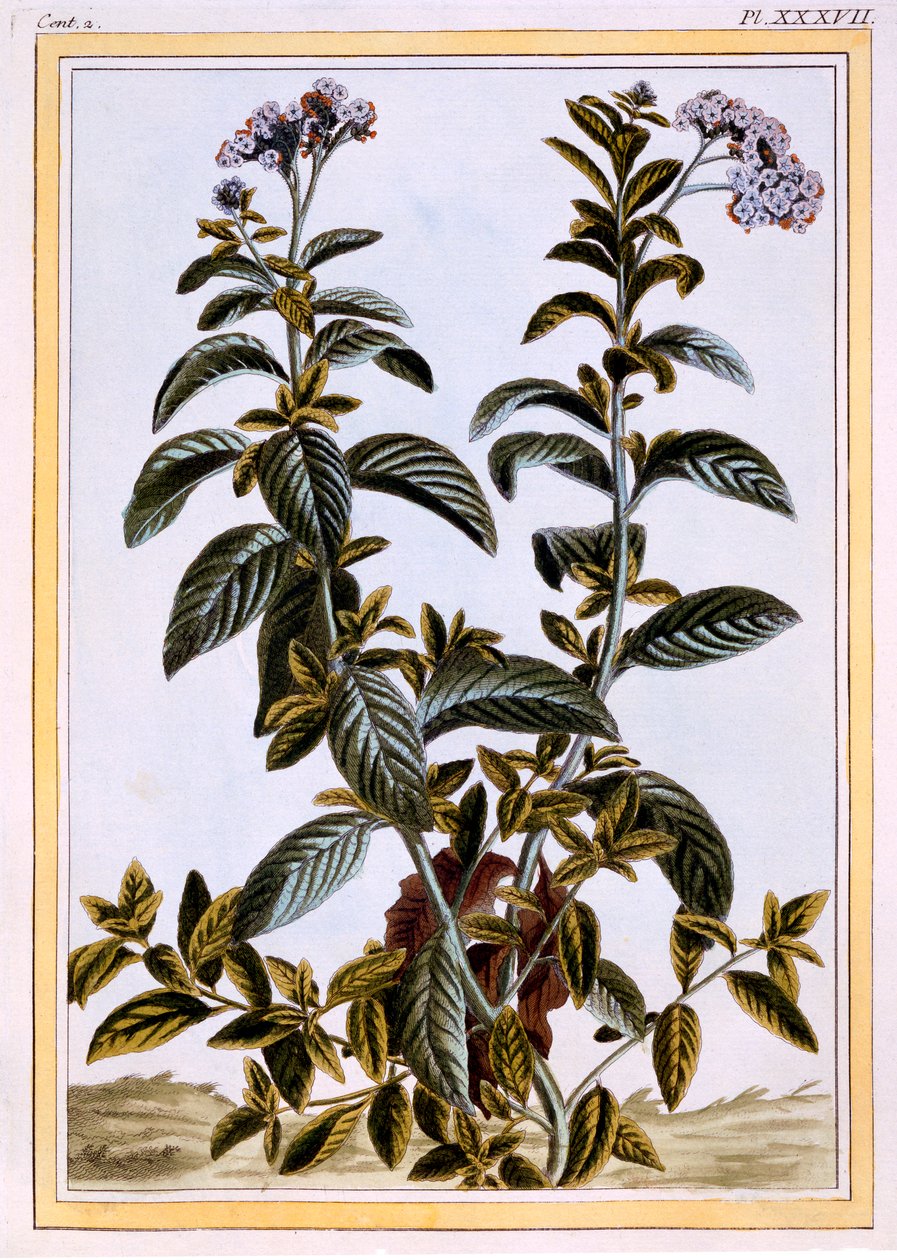 Héliotrope ou cerisier, pub. 1776 - Pierre Joseph Buchoz